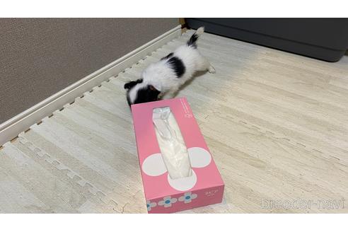 成約済の兵庫県のチワワ(ロングコート)-201432の3枚目